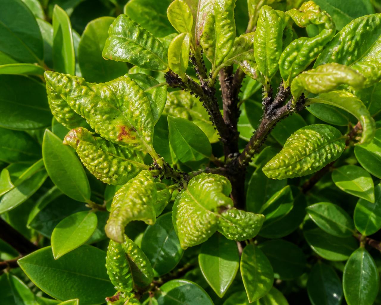 Hedge foliage with distorted new growth and scale insects